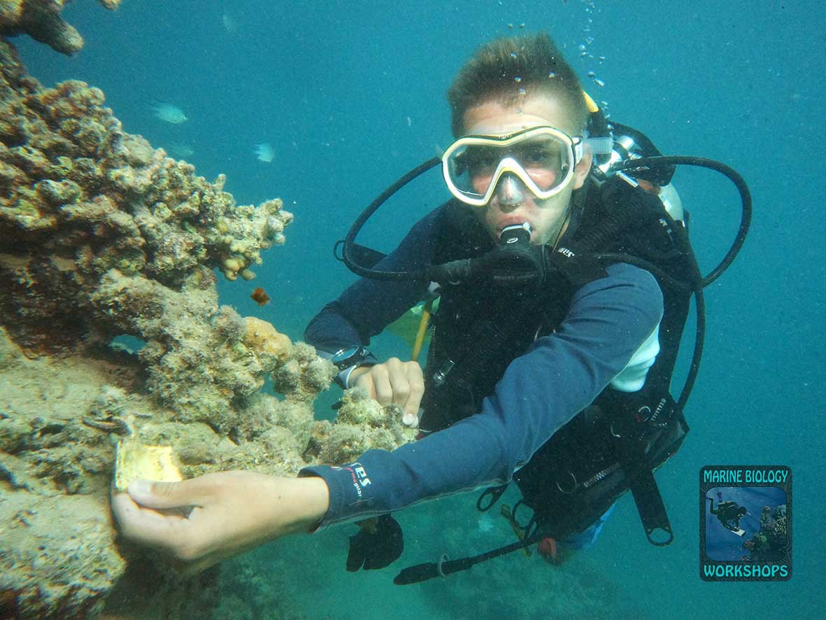 Start marker for Transect #2 at Marsa Nakari North