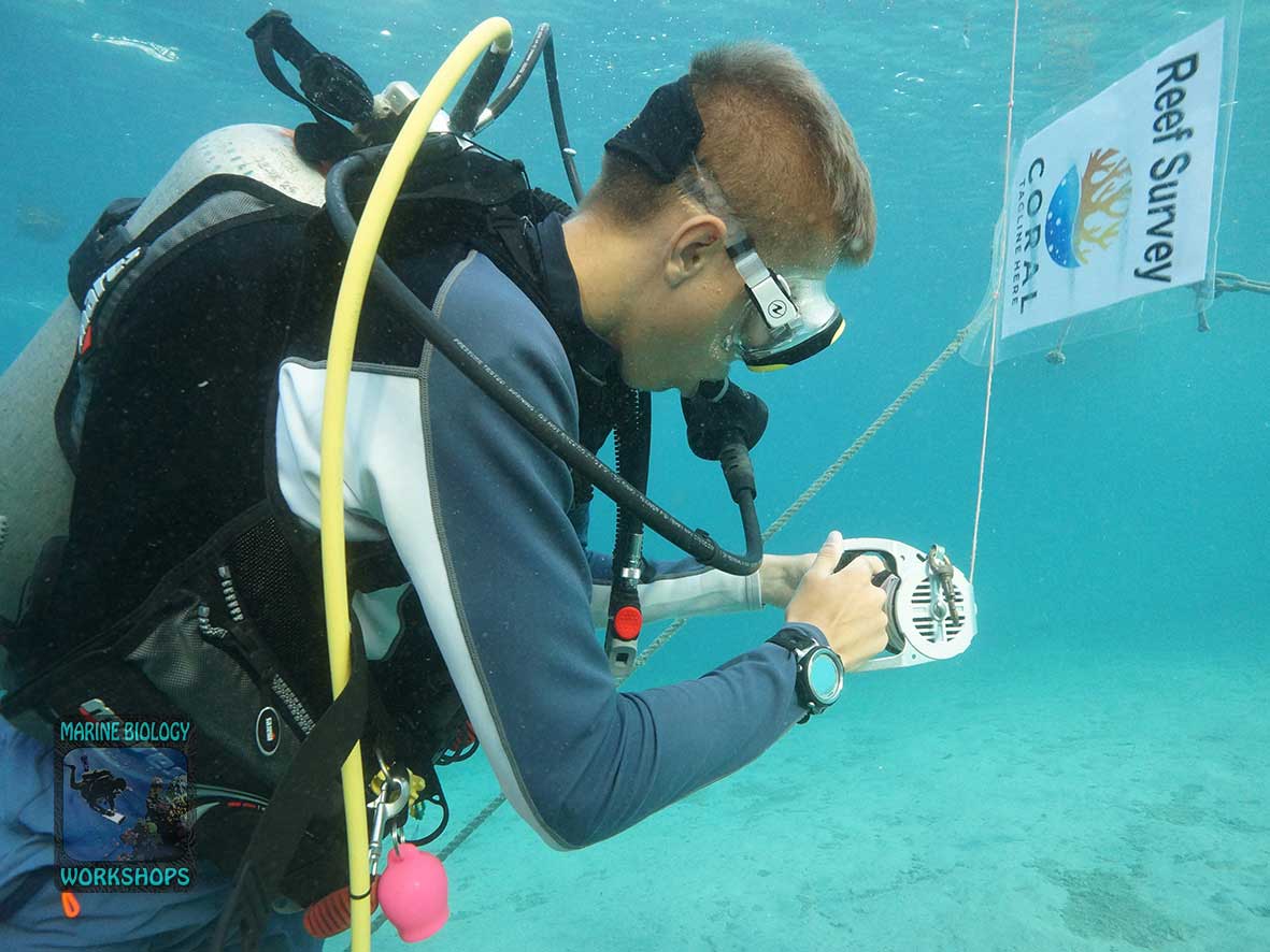 Retrieving the transect line after the coral survey in Marsa Nakari