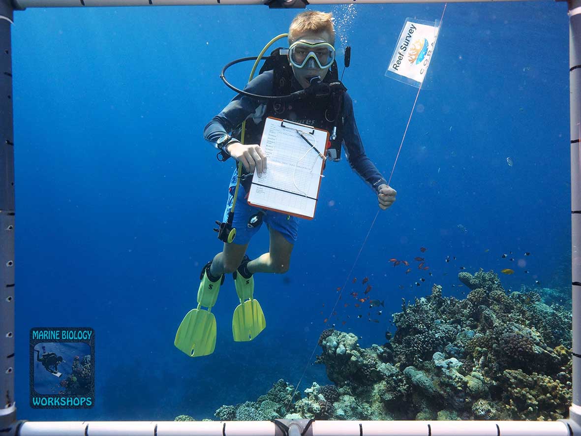 2026 coral survey at the house reef in Marsa Nakari