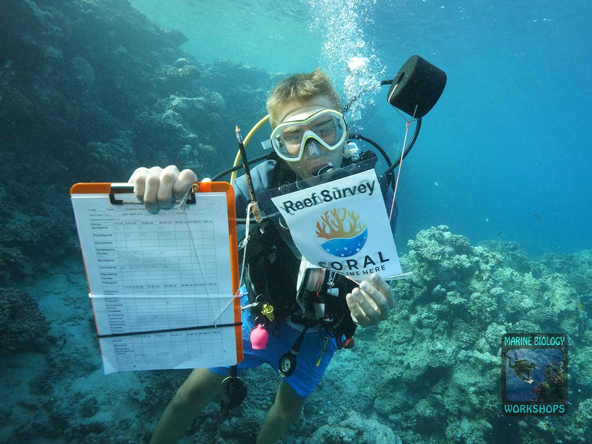 Marlin during the 2026 coral survey in Marsa Nakari