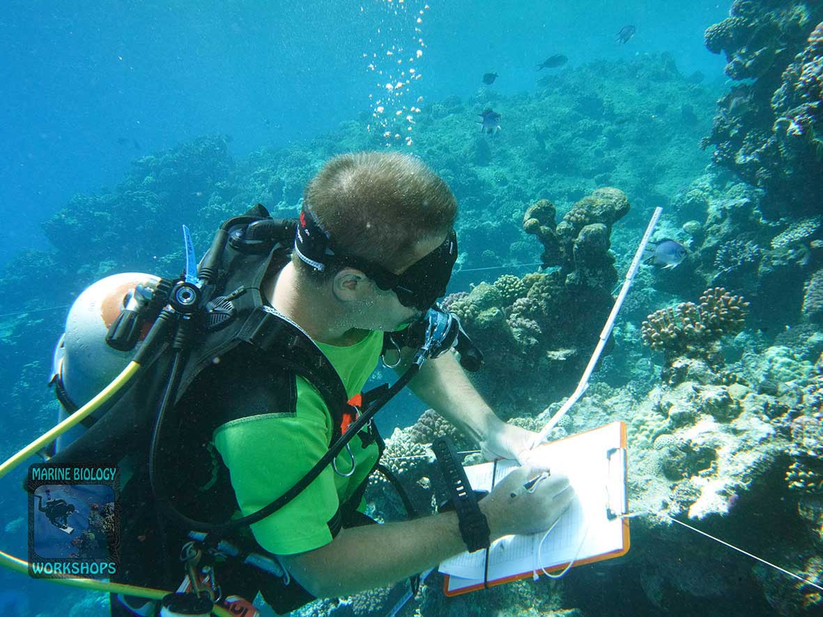 Stephan collecting data during the 2026 Coral Survey in Marsa Naka