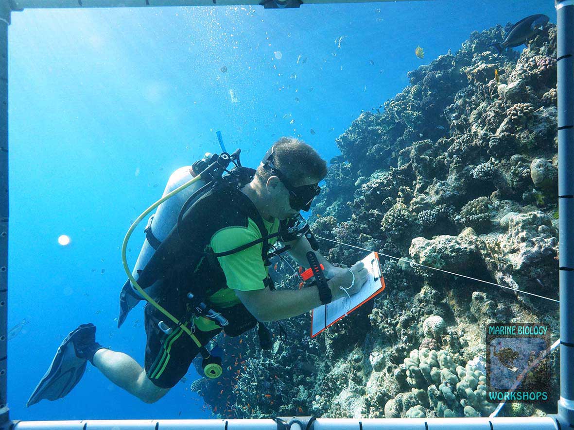 Stephan collecting data during the 2026 coral survey in Marsa Nakari