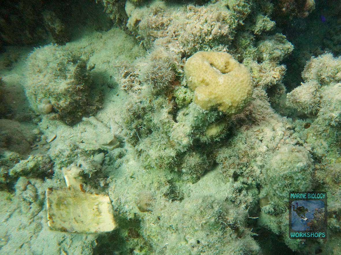 Start marker for Transect #2 at Marsa Nakari North