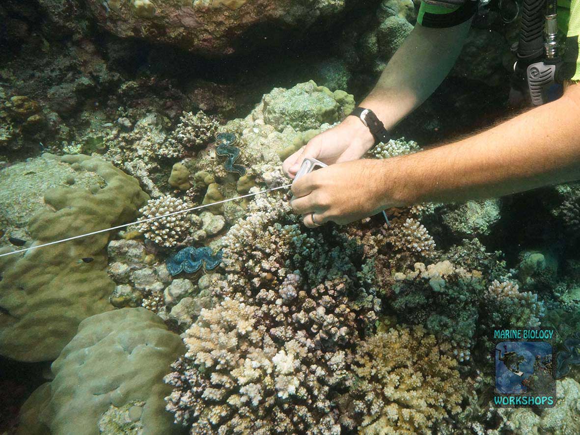 Laying out the transect line for the coral survey in Marsa Nakari