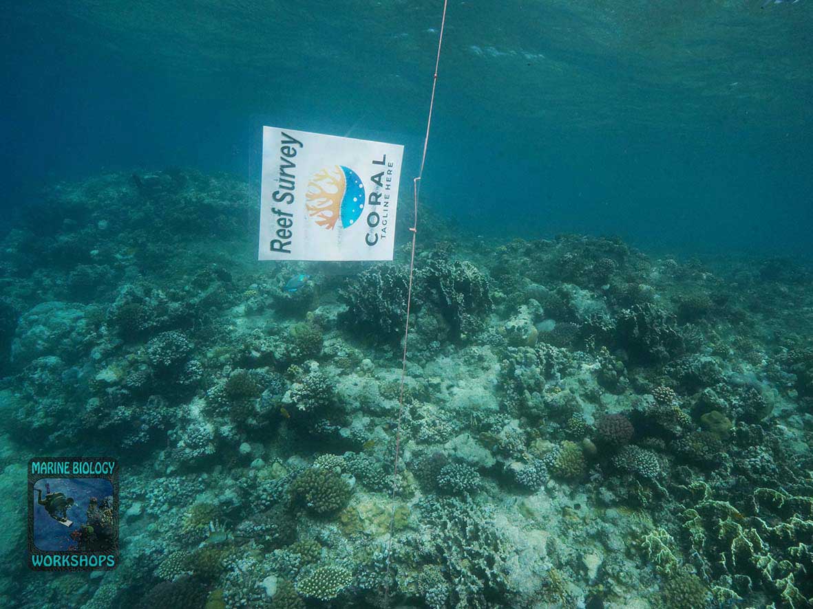 2026 coral survey at the house reef in Marsa Nakari