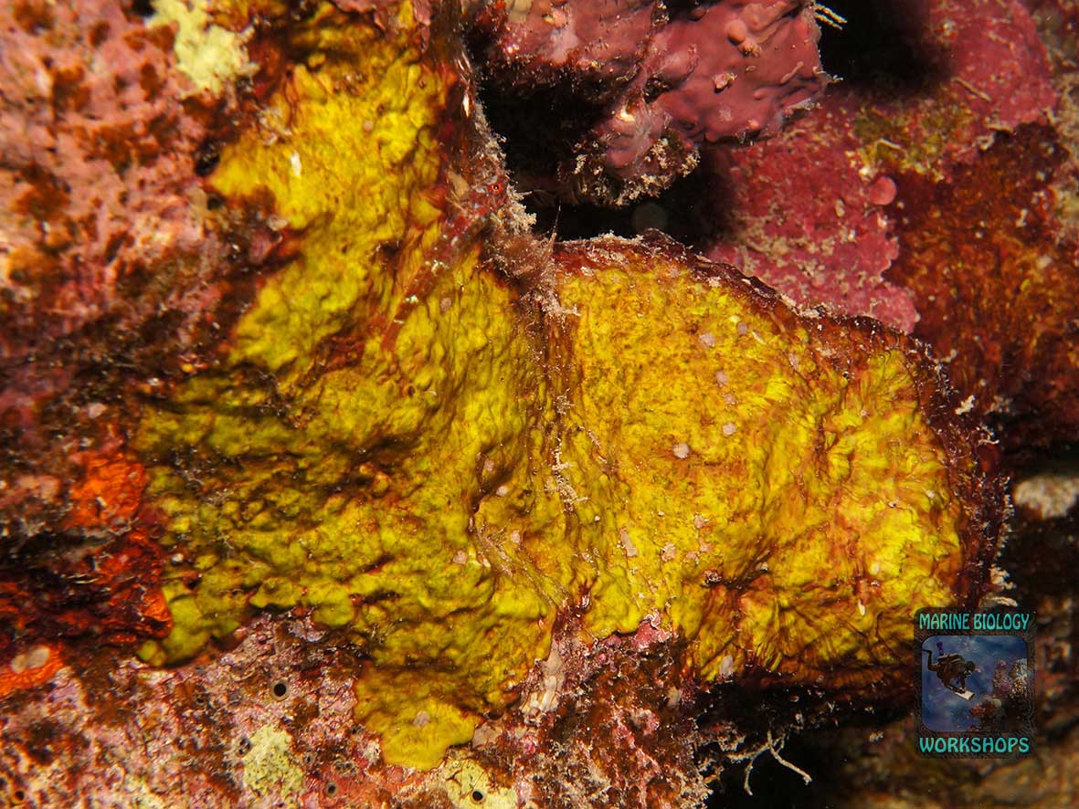 Calcareous red algae belong to the substrate category “Rock”