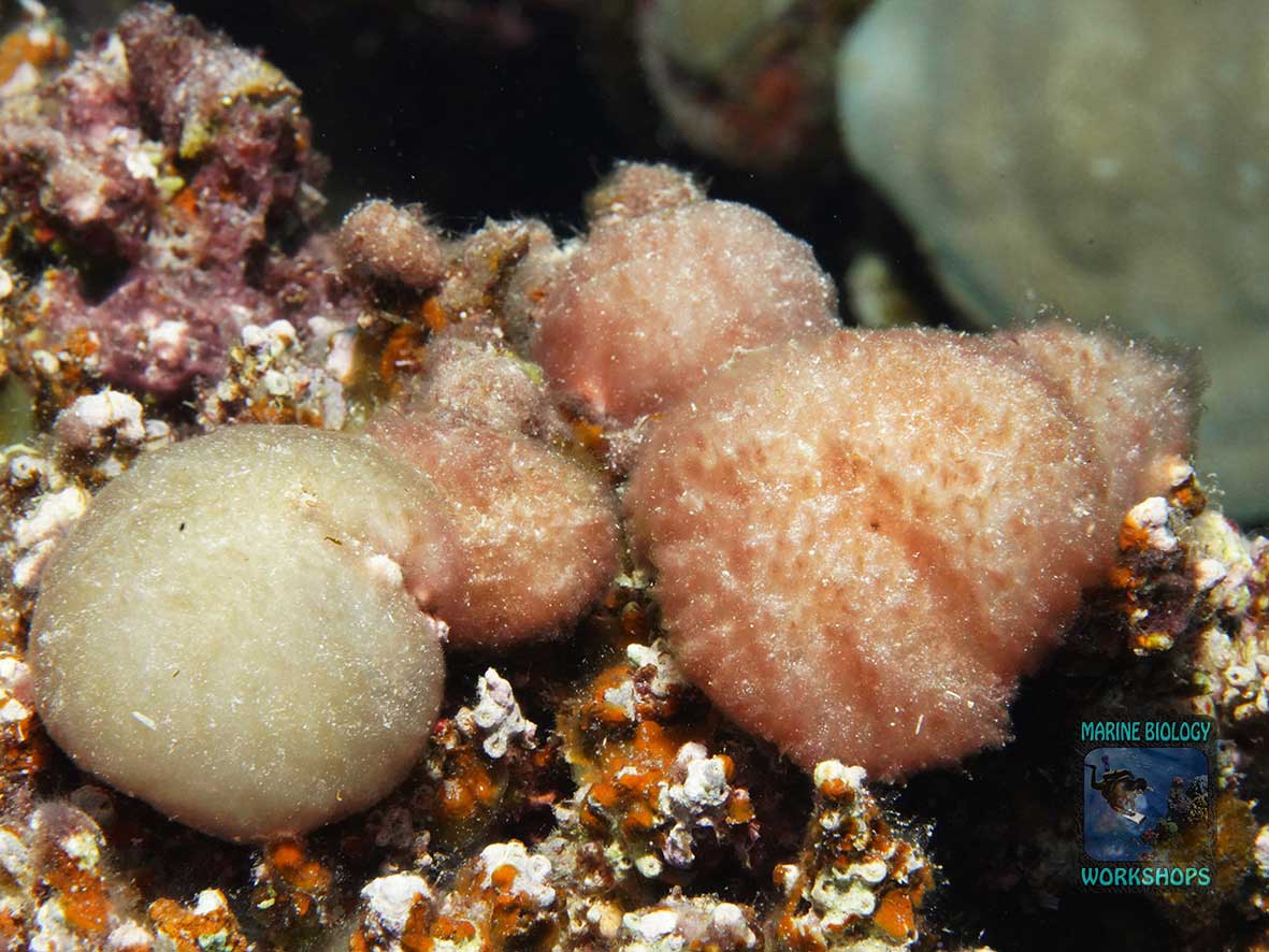 Cyanobacteria are an indicator of elevated nutrient concentrations.