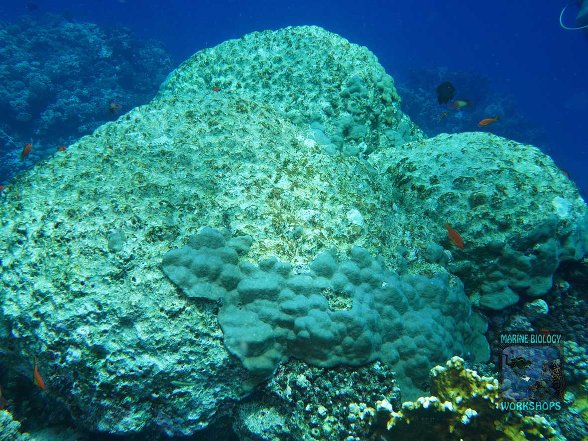 A damaged Porites coral at Shaab Marsa Alam