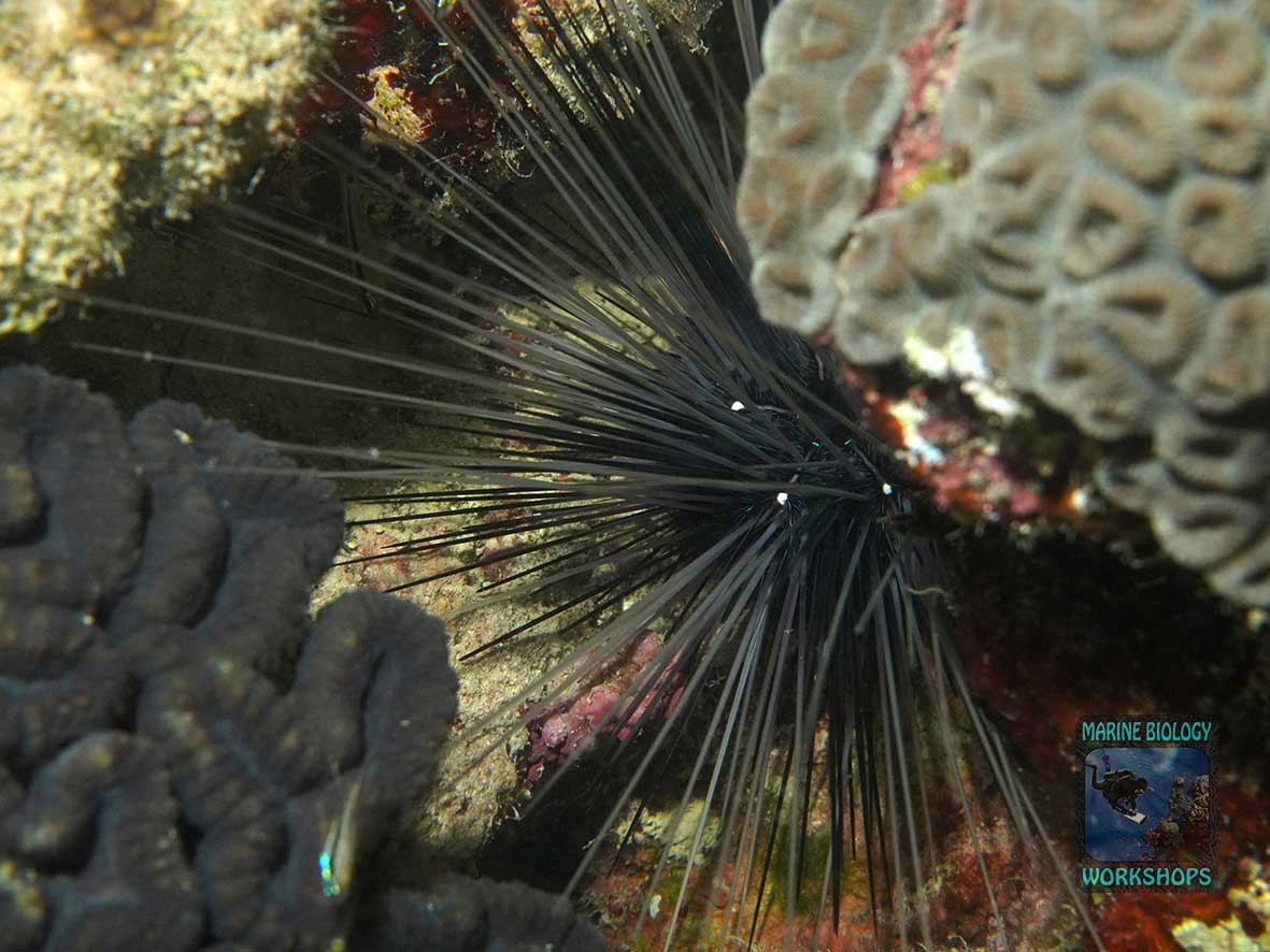 The Diadem Sea Urchin is a nocturnal grazer that feeds on algae