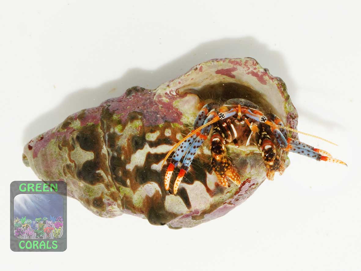 Tricolour hermit crab Clibanarius tricolor