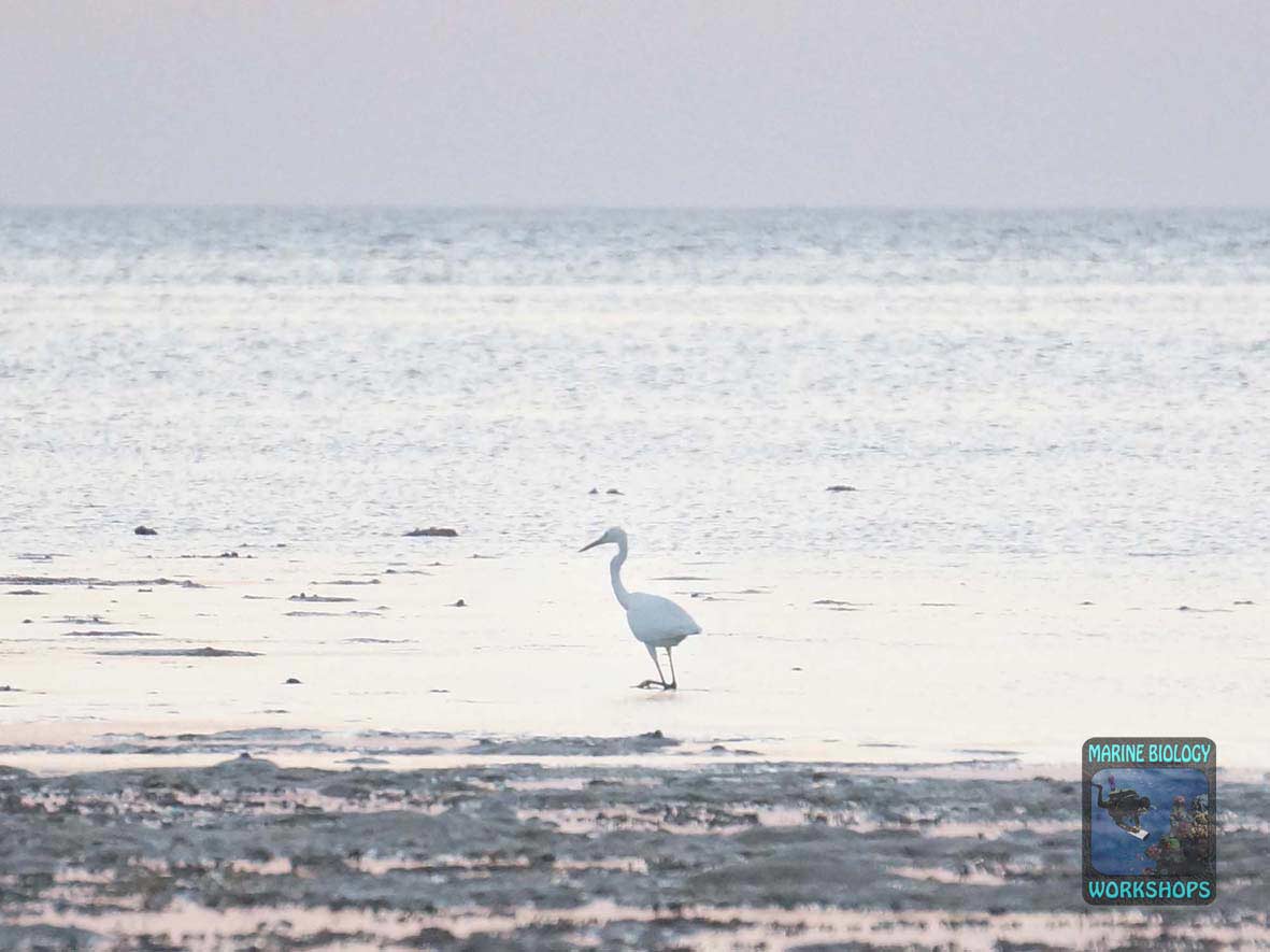A heron on the reef flat at sunrise in Wadi Lahami