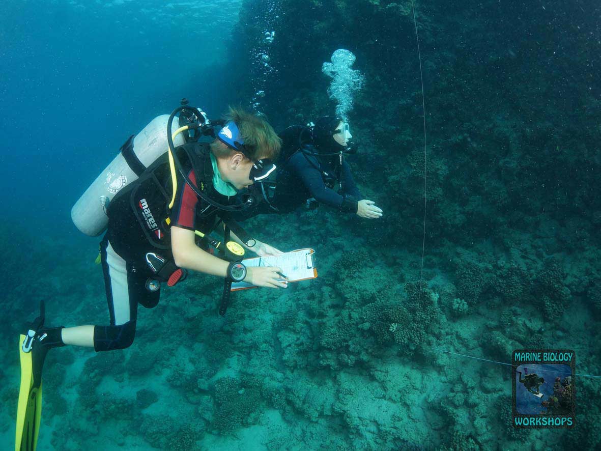 Fisch-Team beim Reef Check Survey in Wadi Lahami
