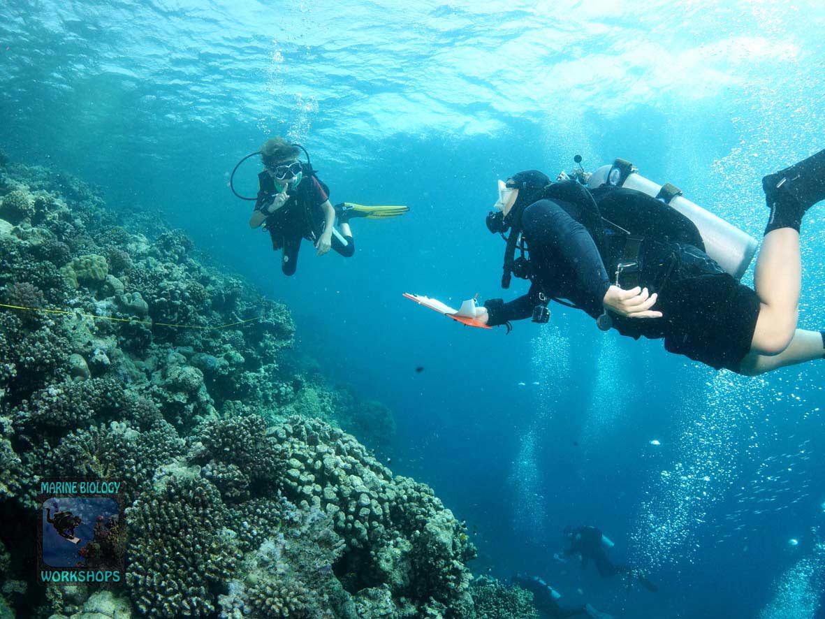 Fisch-Team beim Reef Check Survey in Wadi Lahami
