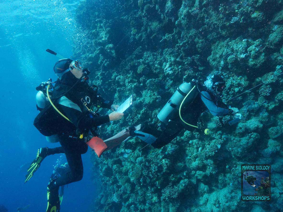 Fish team during the Reef Check survey in Marsa Egla