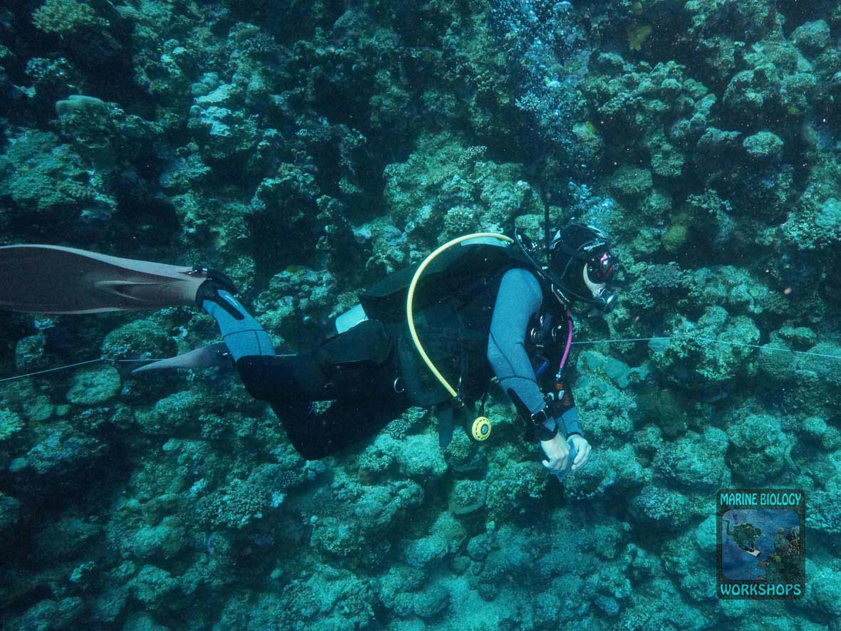 Fish team during the Reef Check survey in Marsa Egla