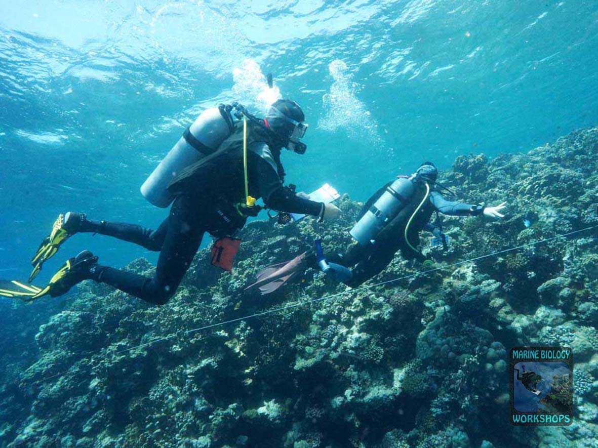 Fish team during the Reef Check survey in Marsa Egla