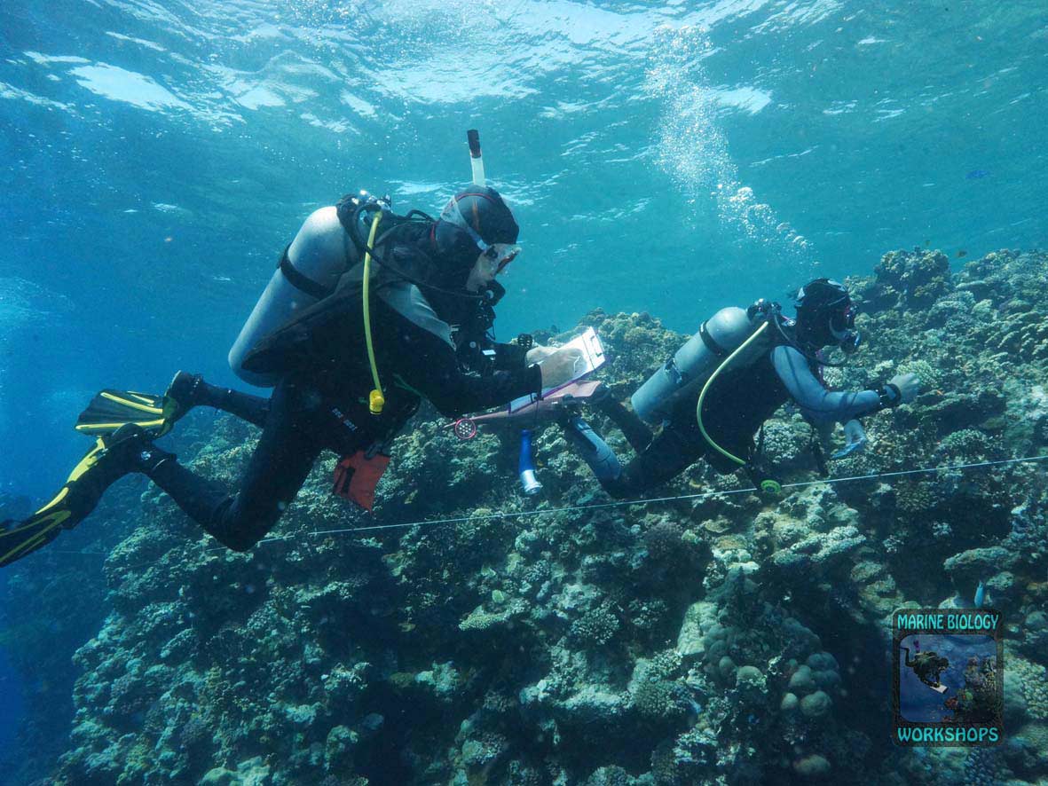 Fish-Team during Reef Check Survey in Marsa Egla