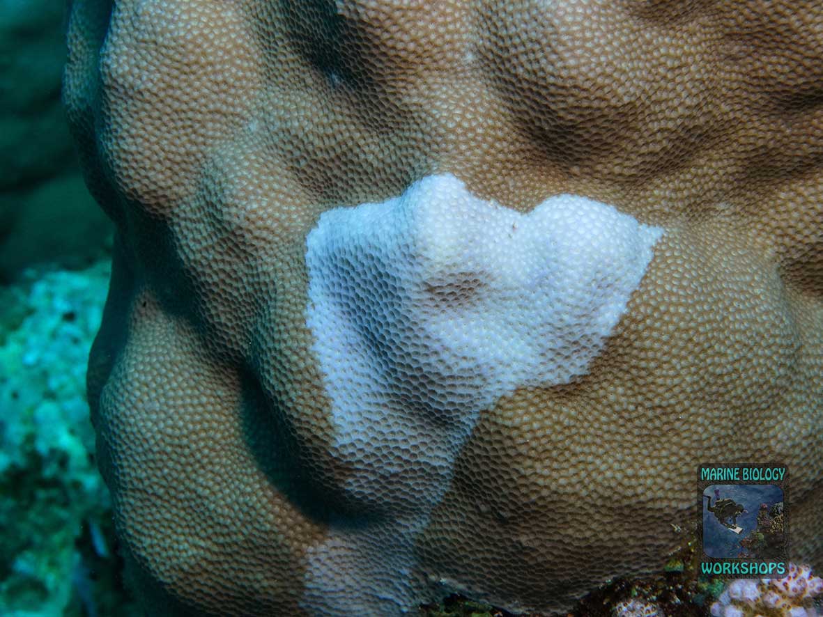 In this small area, the coral has no zooxanthellae, but it is still alive