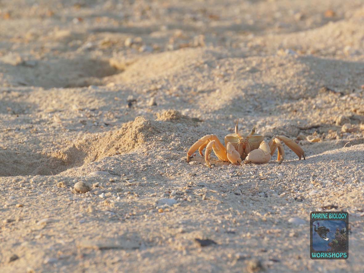 A crab seeks shelter in the sand on the beach in Wadi Lahami
