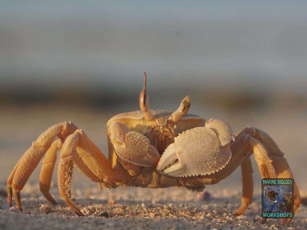 A crab seeks shelter in the sand on the beach in Wadi Lahami