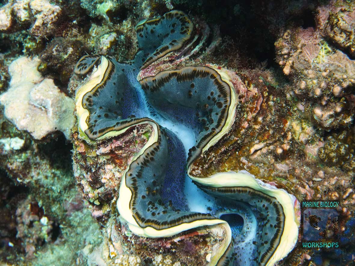 The Tridacna giant clam has zooxanthellae in its mantle lobes