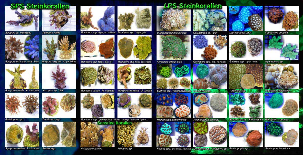 GREEN CORALS coral frags