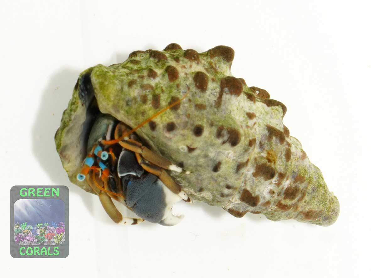 Large-clawed hermit crab Calcinus laevimanus
