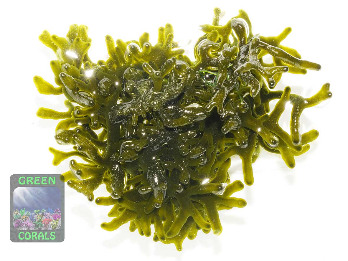 Green alga Codium sp.