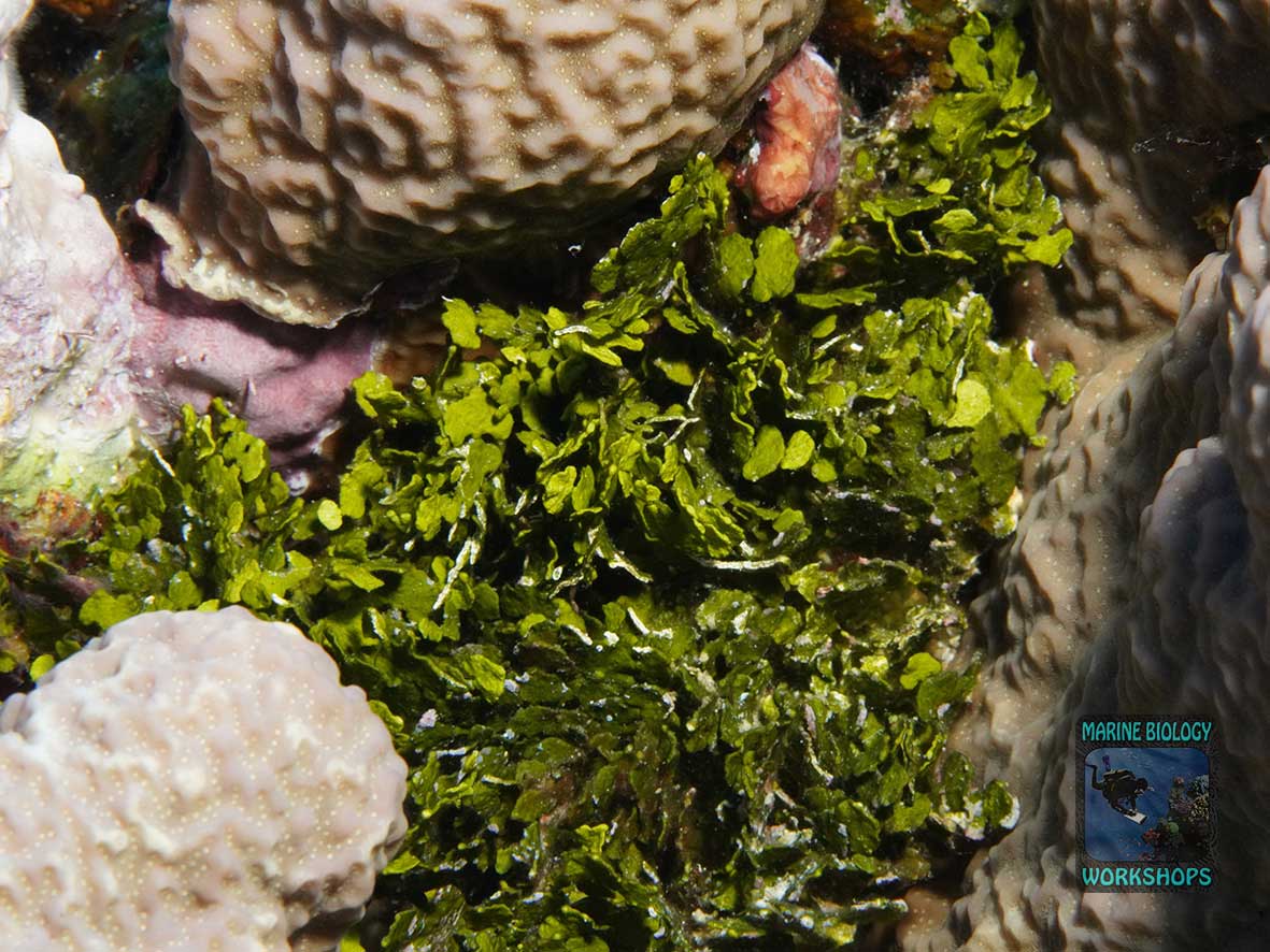 The Halimeda seaweed belongs to the substrate category “Other”