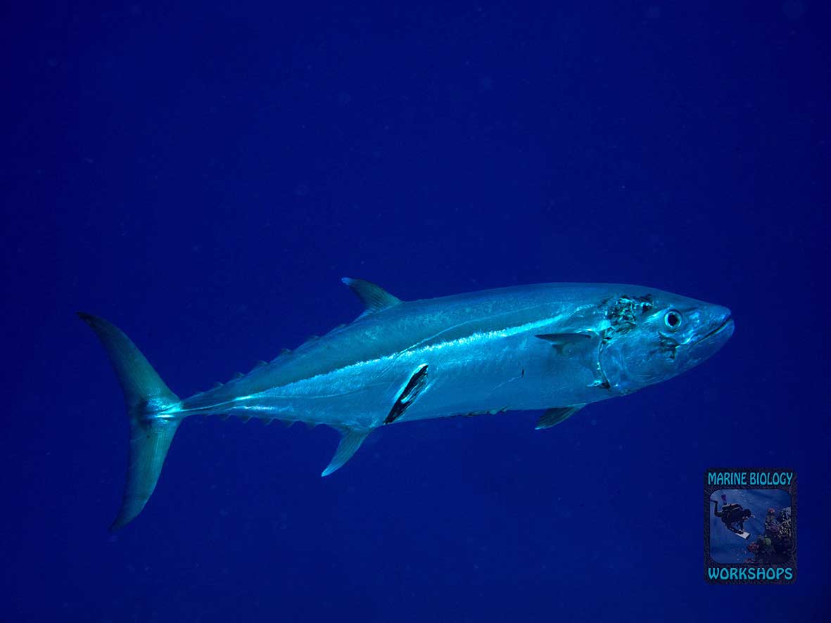 This injured dogtooth tuna narrowly escaped a predator