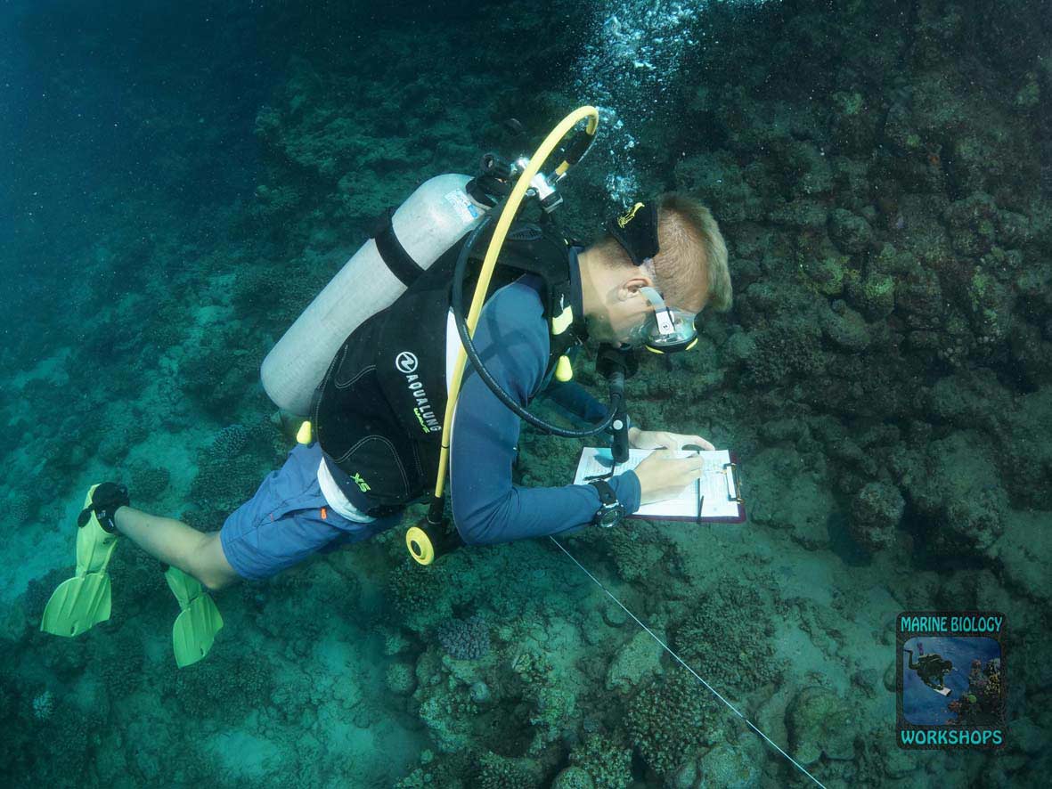 Invertebrate team during the survey in Wadi Lahami