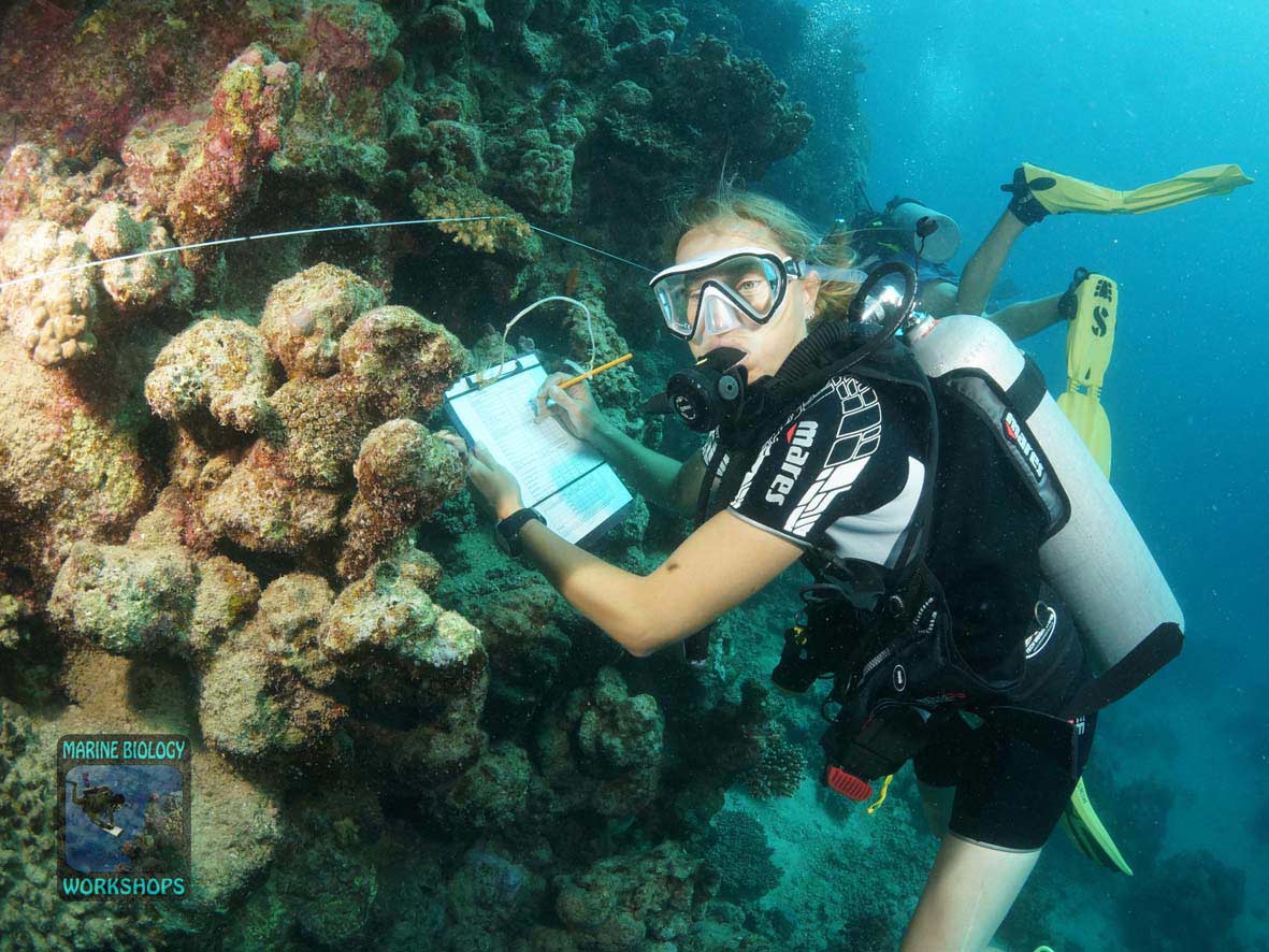 Invertebrate team during the survey in Wadi Lahami