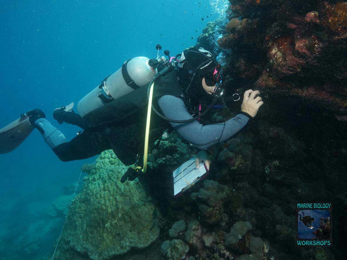 Invertebrate team during the survey in Wadi Lahami