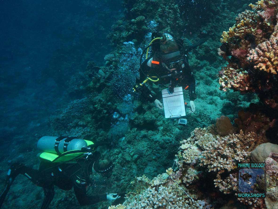 Invertebrate team during the Reef Check survey in Marsa Egla