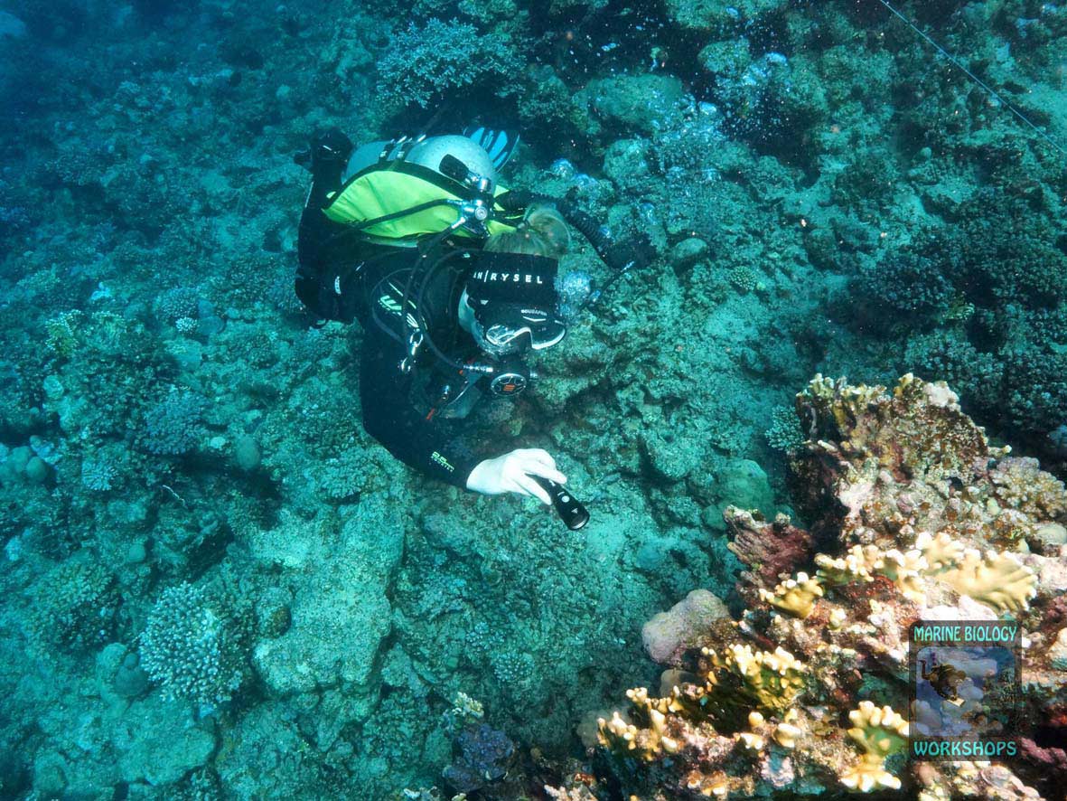 Invertebrate team during the Reef Check survey in Marsa Egla