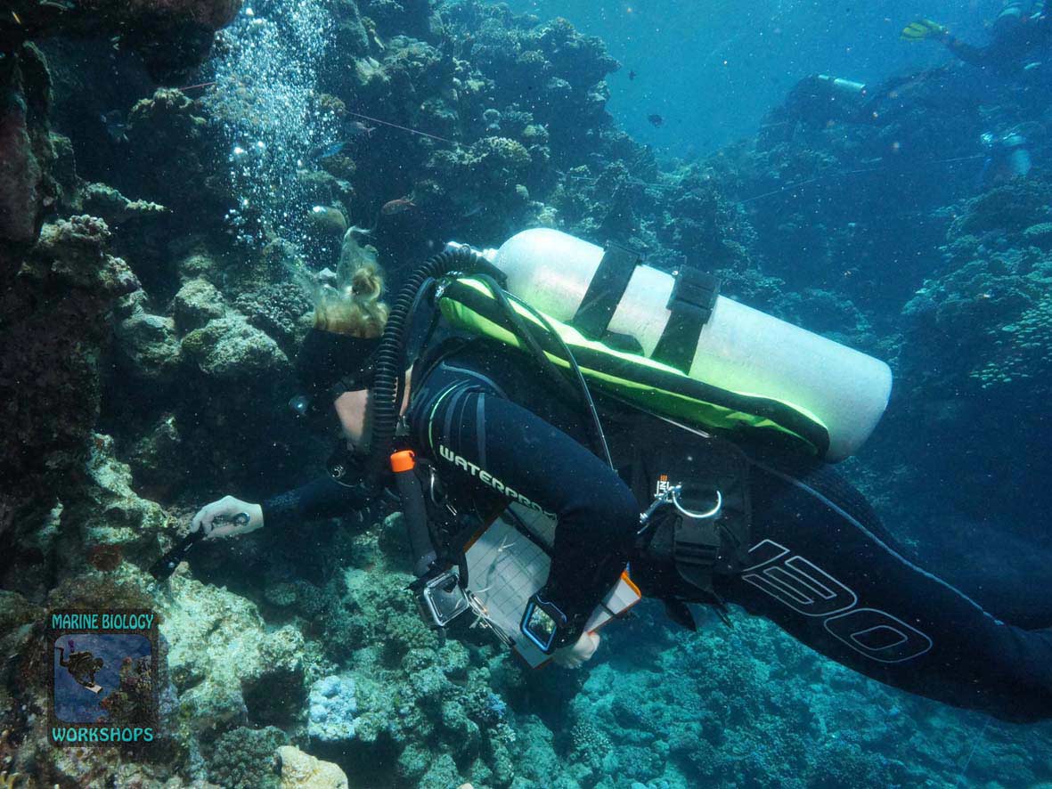 Invertebrate team during the Reef Check survey in Marsa Egla