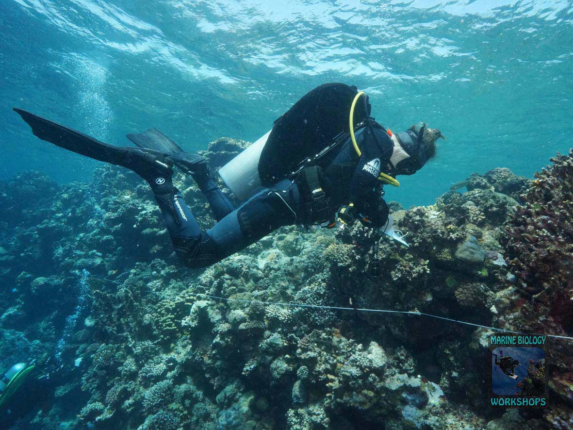 Invertebrate team during the Reef Check survey in Marsa Egla