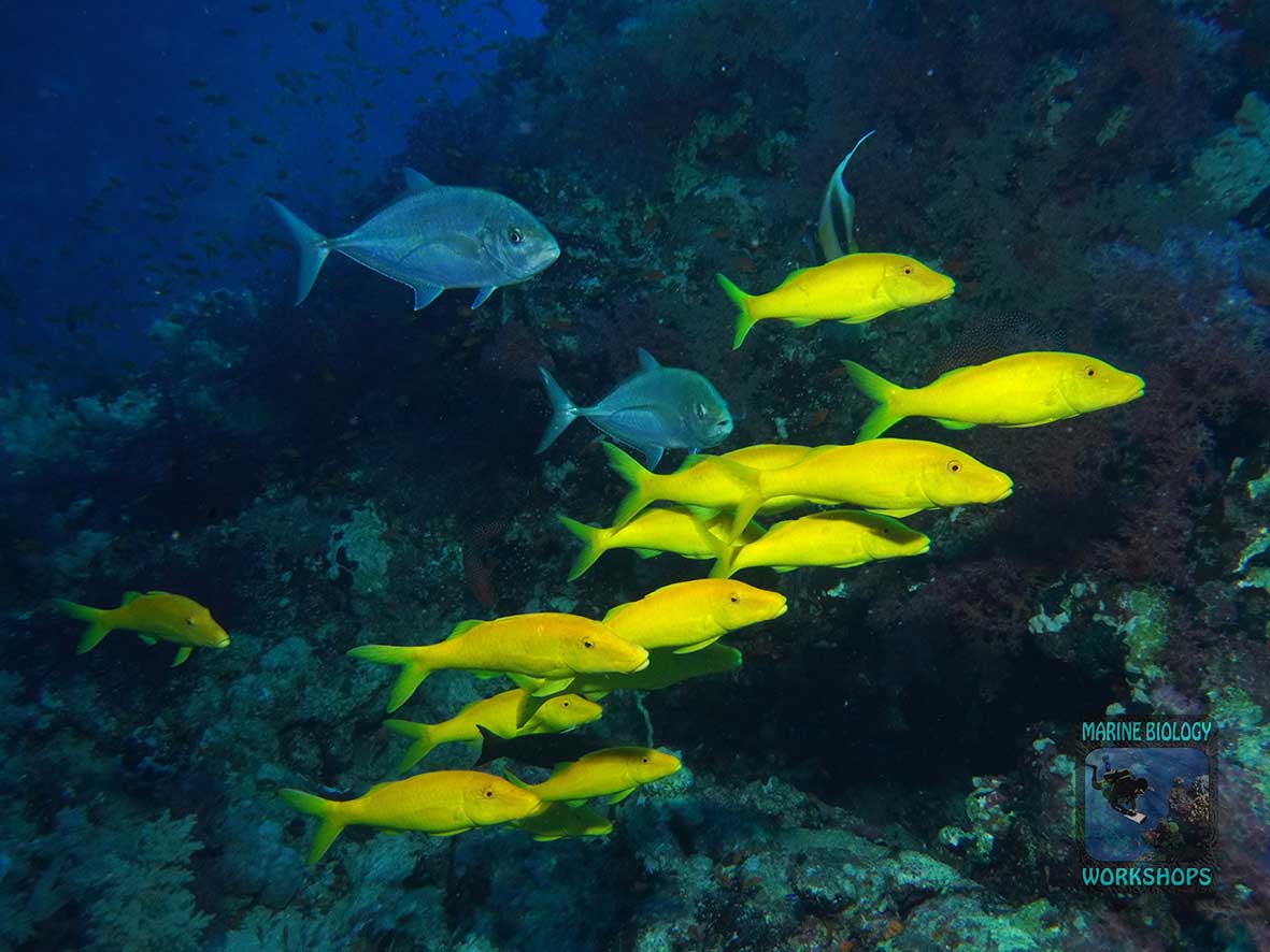 Juvenile mullets often swim alongside jacks