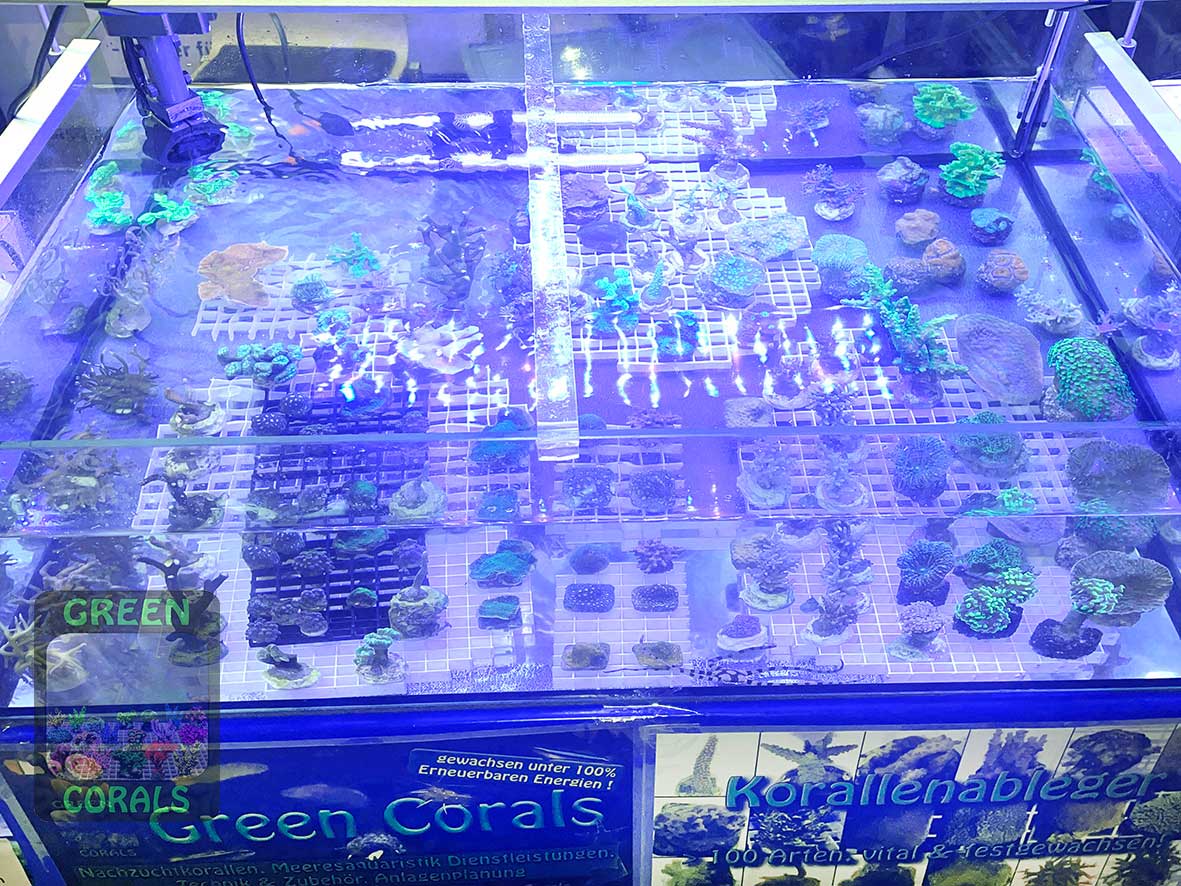 GREEN CORALS coral frags at the Nordriff fair 2026