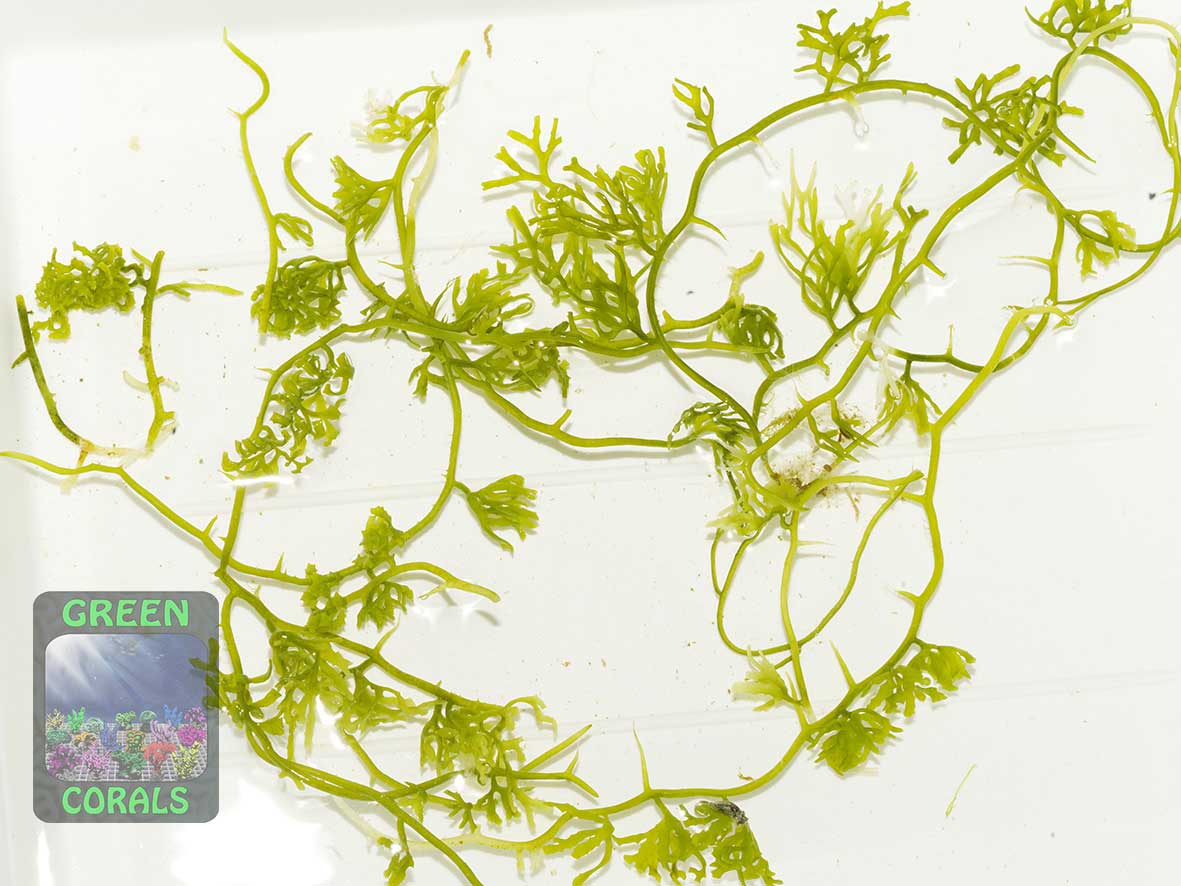 Green macroalga Caulerpa serrulata