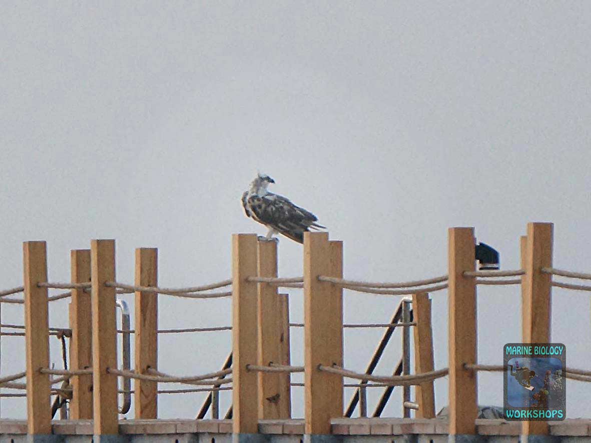 Osprey (Pandion haliaetus) at sunrise in Wadi Lahami