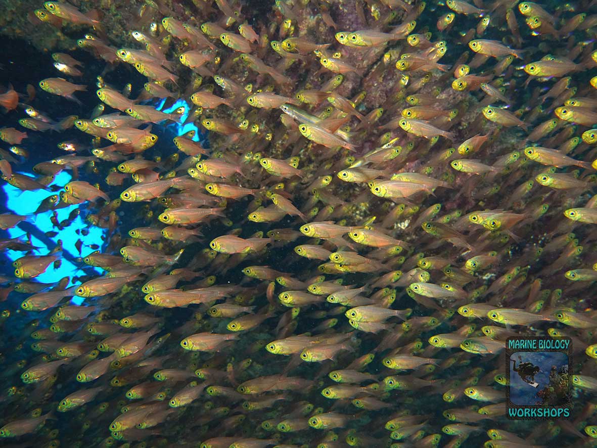 Parapriacanthus “glassfish” in the Abu Galawa wreck