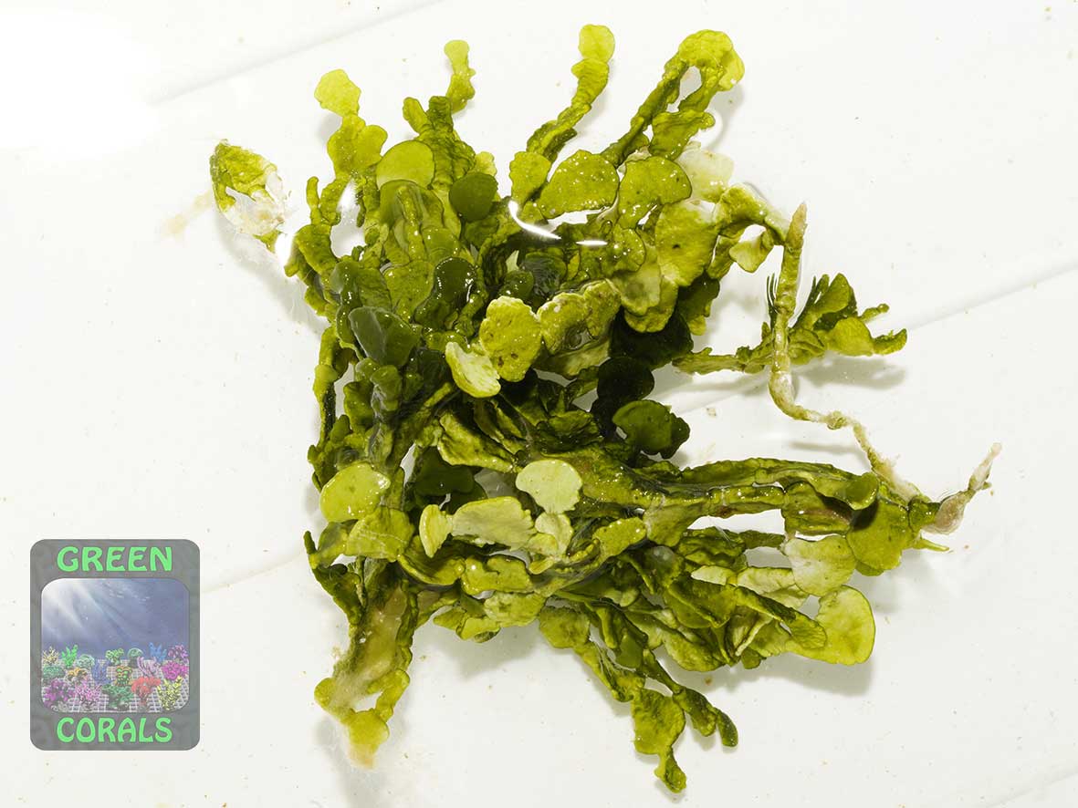 Coin algae Halimeda sp.