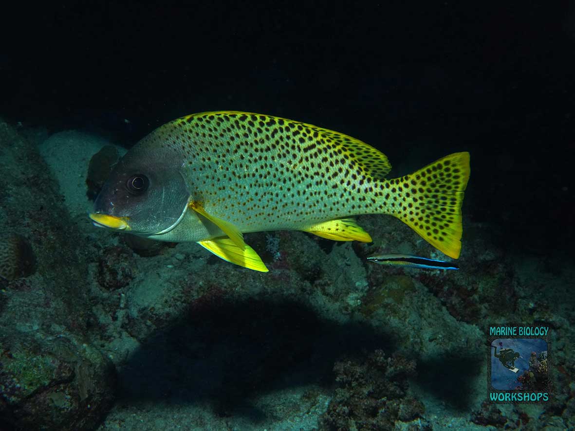 The sweetlip is a nocturnal predator of invertebrates