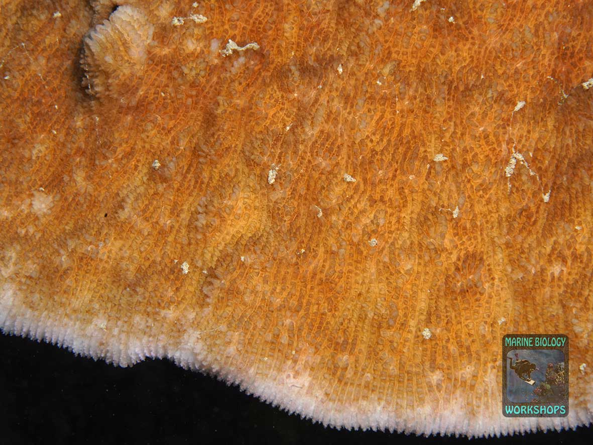 The Podabacia stony coral grows in a plate-like shape