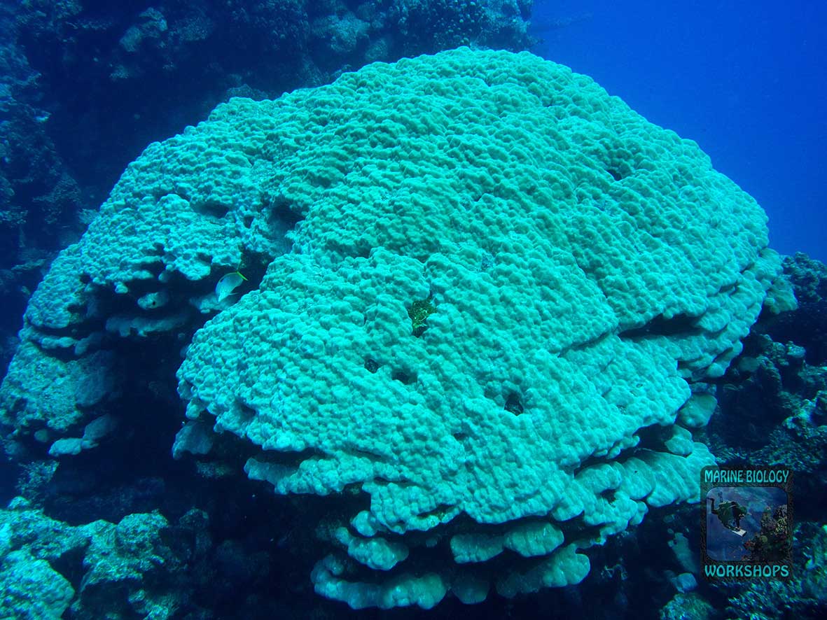 Massive, intact Porites block coral at Angel Reef