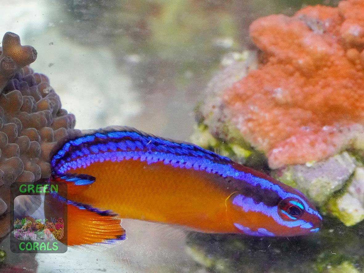 Aldabra dottyback Pseudochromis aldabraensis