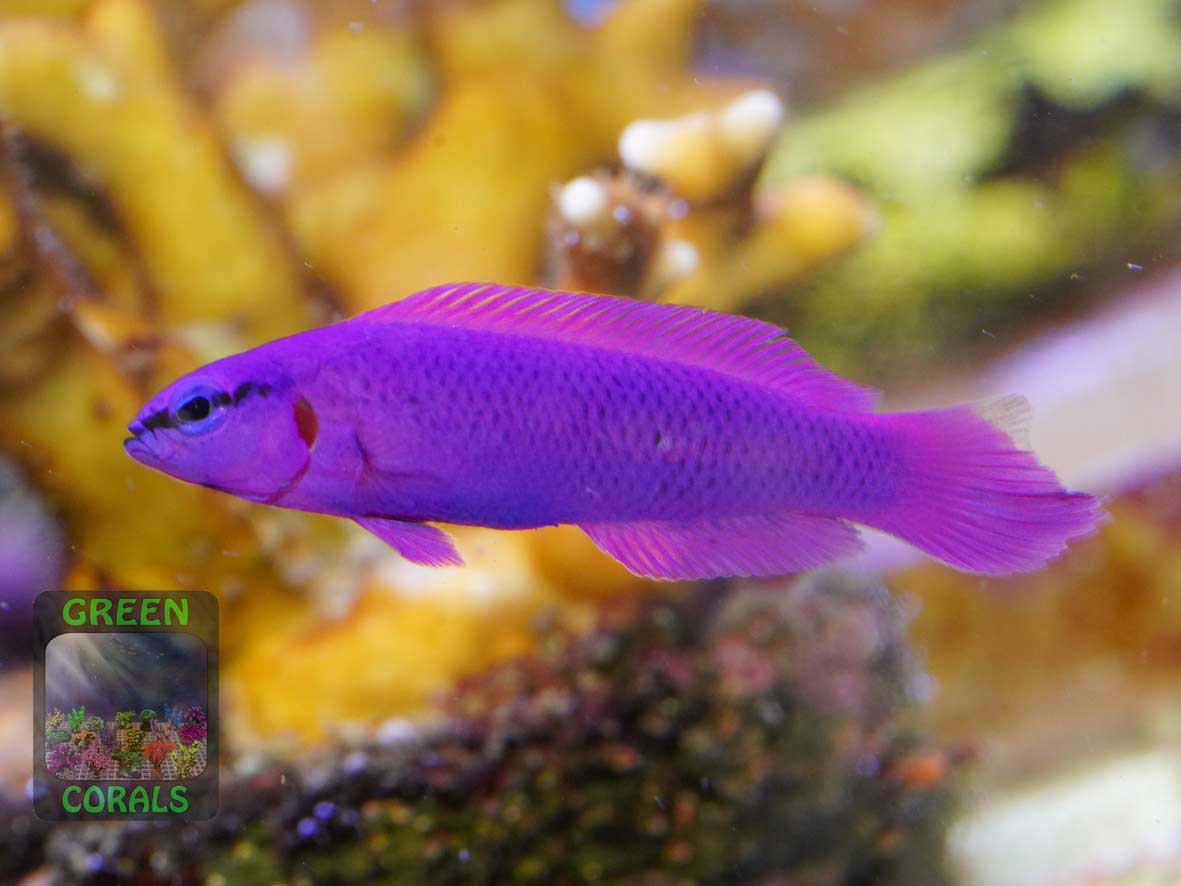 Orchid dottyback Pseudochromis fridmani