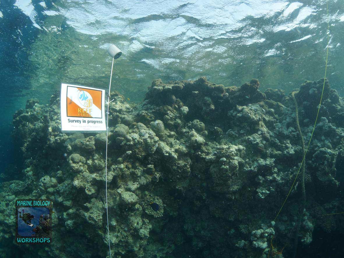 Starting point of the Reef Check survey in Wadi Lahami