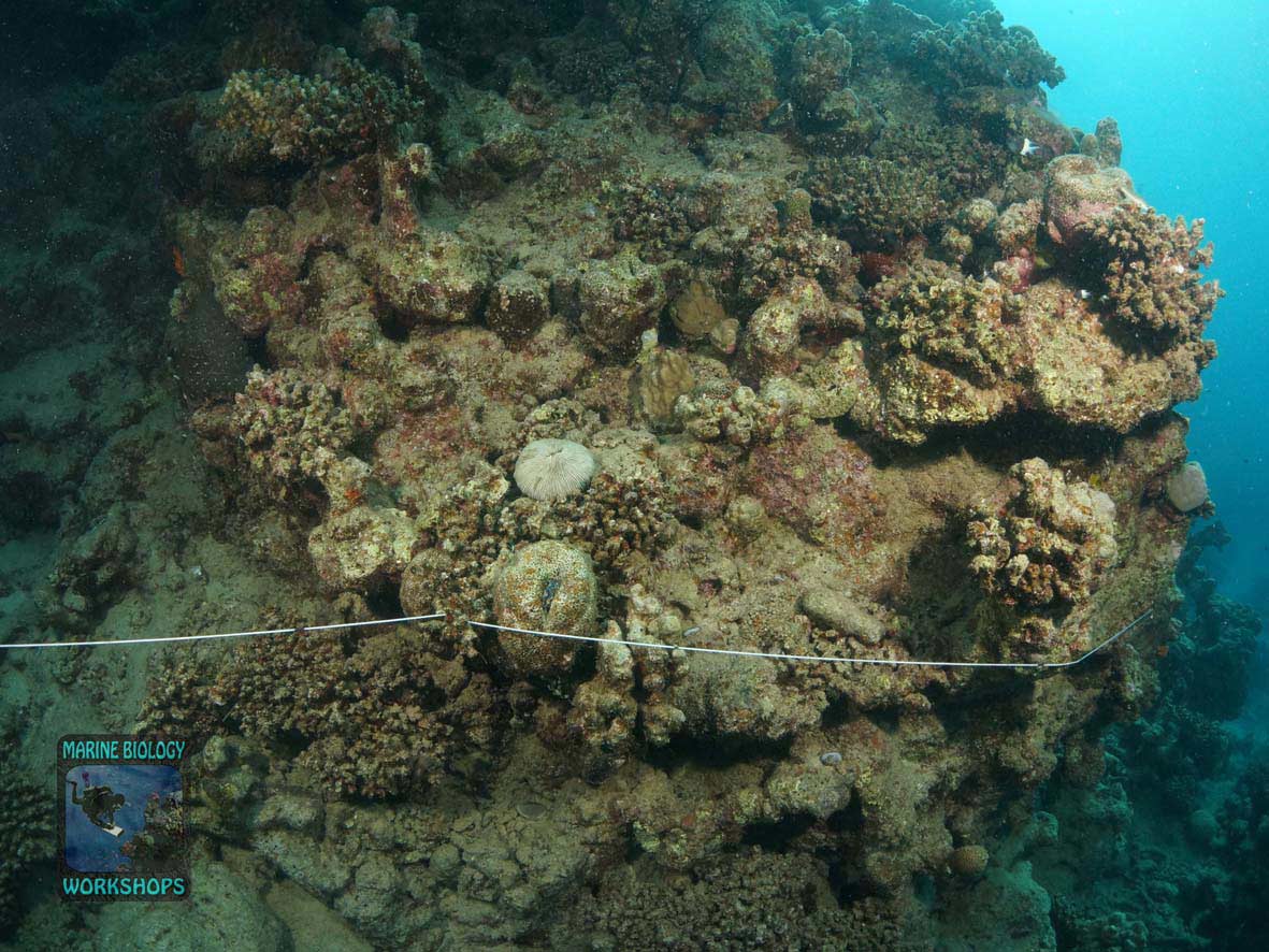 Transektleine beim Reef Check Survey in Wadi Lahami
